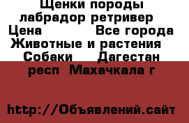 Щенки породы лабрадор ретривер › Цена ­ 8 000 - Все города Животные и растения » Собаки   . Дагестан респ.,Махачкала г.